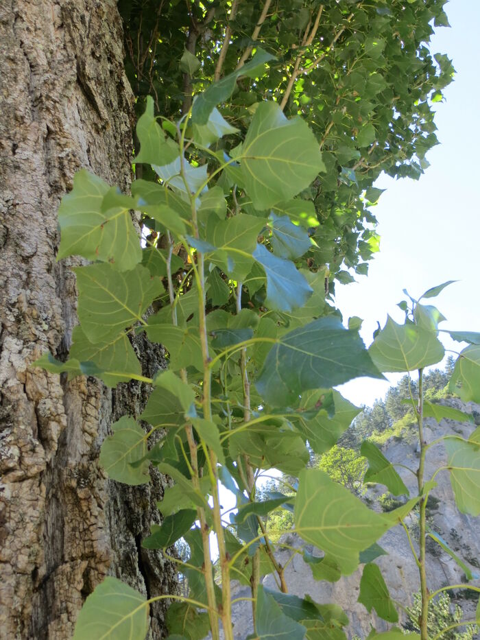 Flore de la Corse