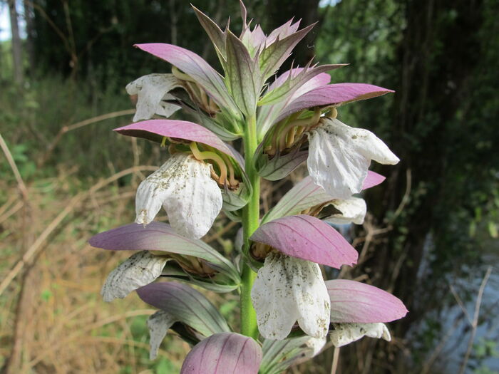 Flore de la Corse