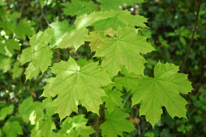 Flore de la Corse