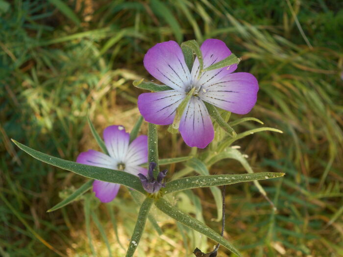 Flore de la Corse