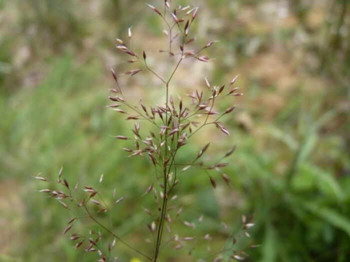 Flore de la Corse