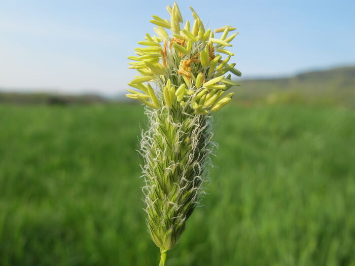 Flore de la Corse