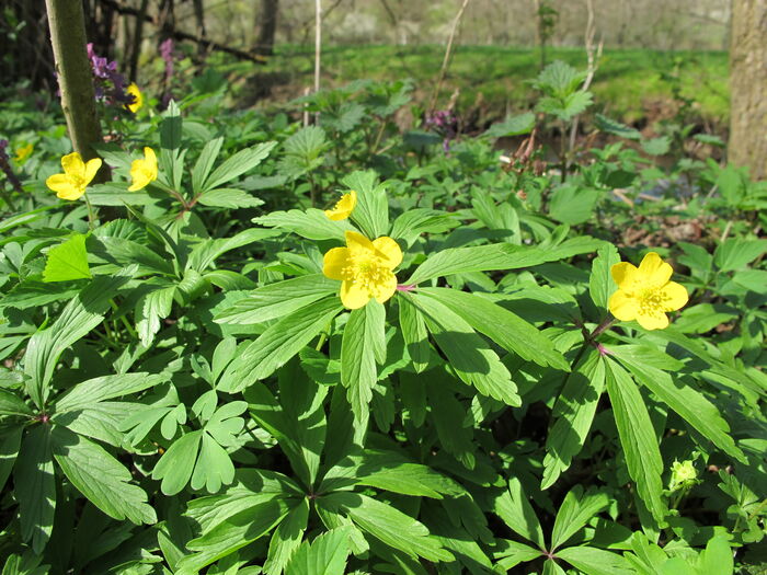 Flore de la Corse