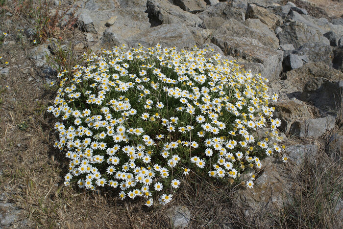 Flore de la Corse