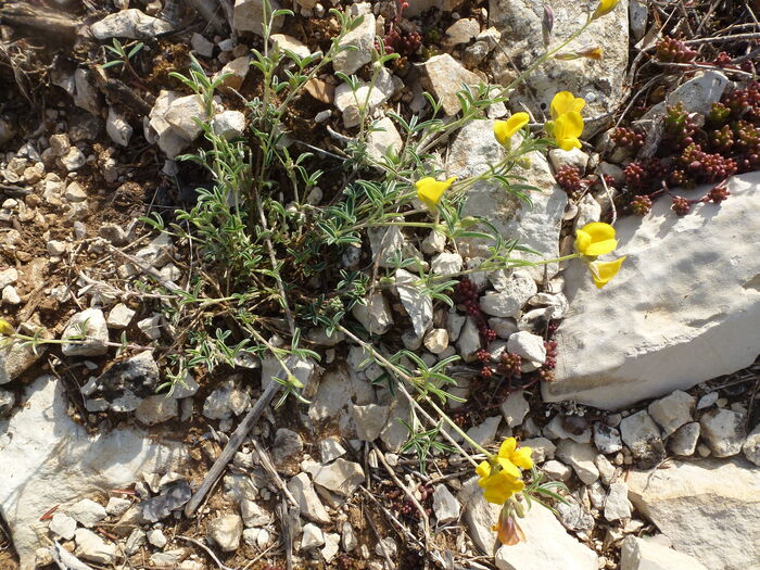 Flore de la Corse