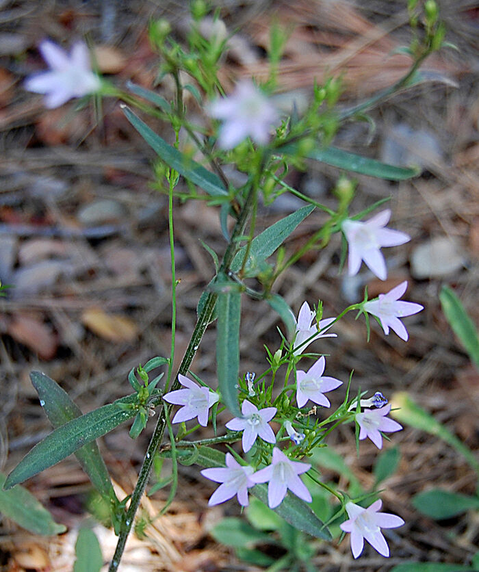 Flore de la Corse