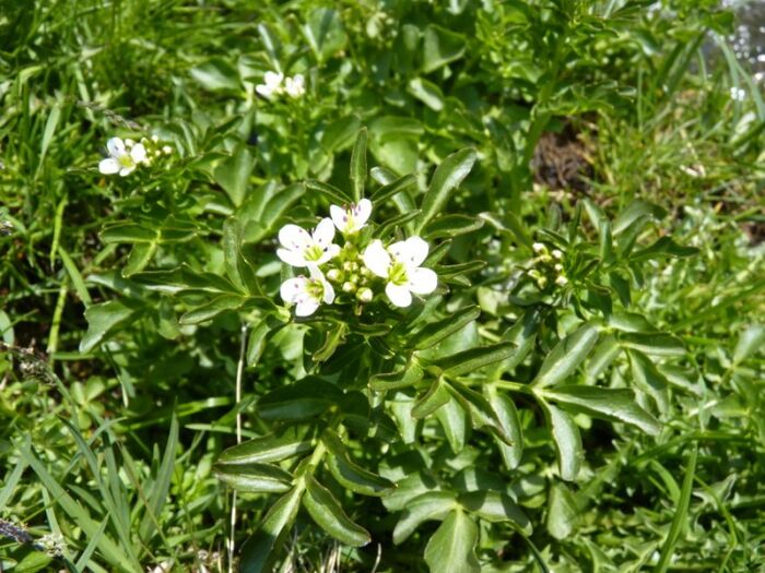 Flore de la Corse