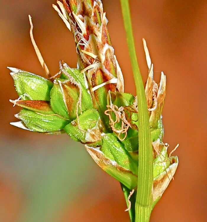 Flore de la Corse