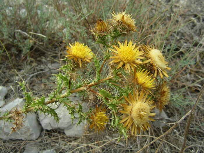 Flore de la Corse