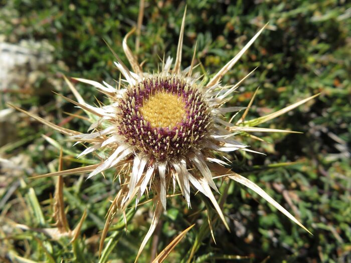 Flore de la Corse