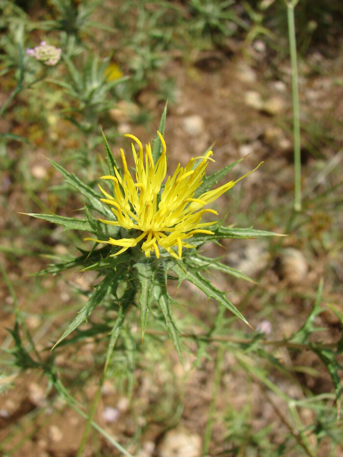 Flore de la Corse