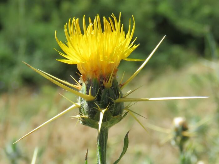 Flore de la Corse