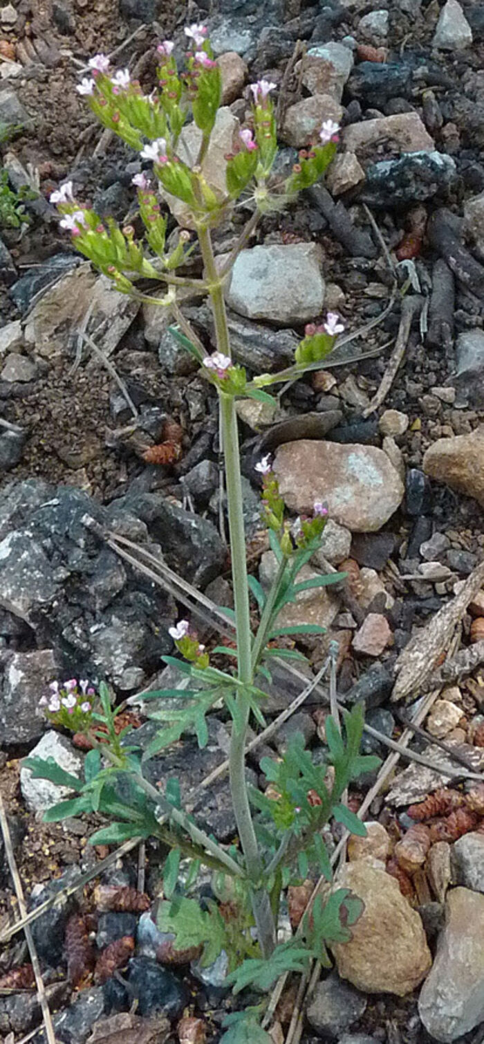 Flore de la Corse