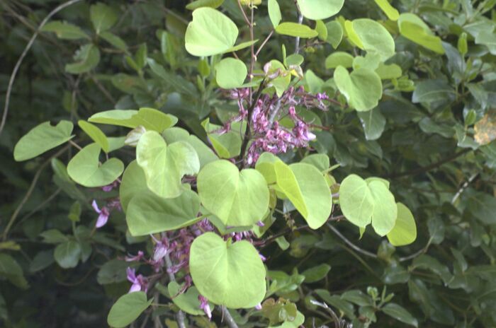 Flore de la Corse