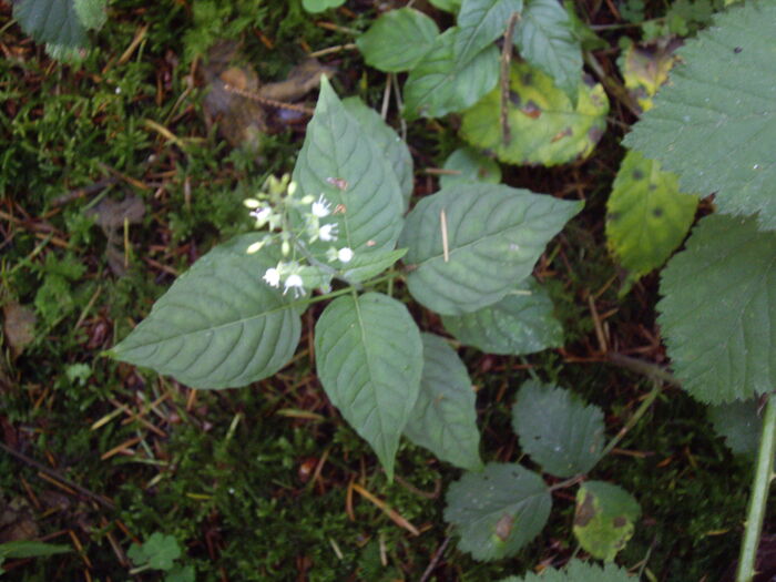 Flore de la Corse