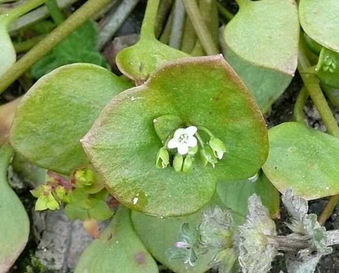 Flore de la Corse