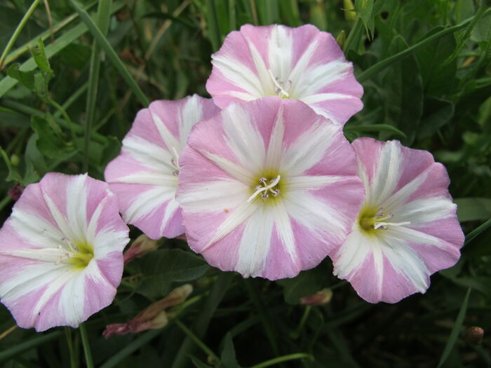 Flore de la Corse