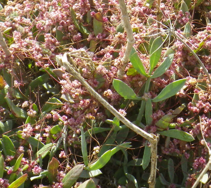 Flore de la Corse