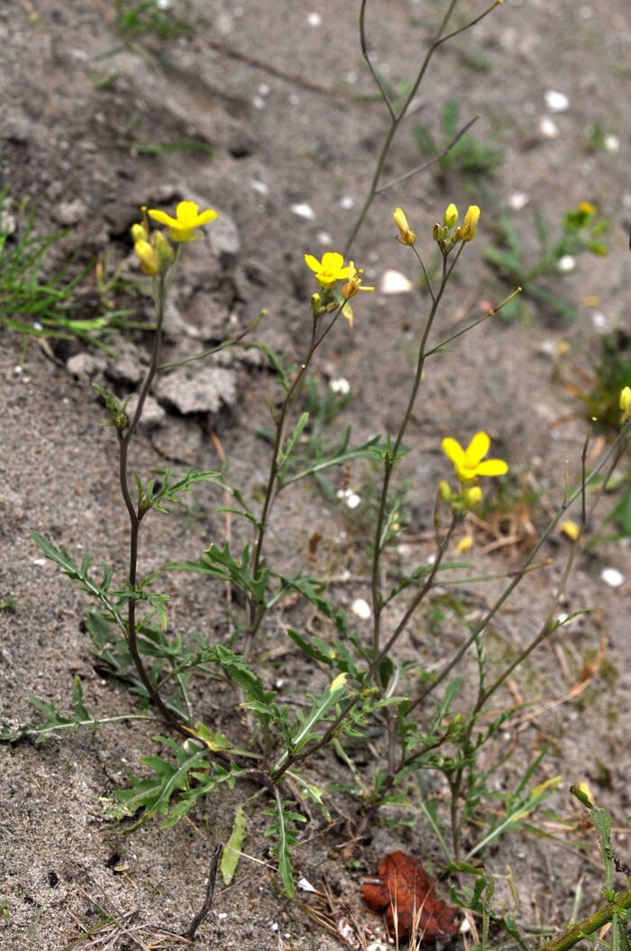 Flore de la Corse