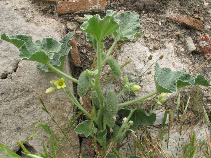 Flore de la Corse