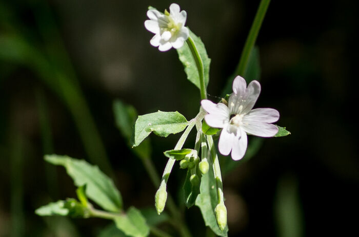 Flore de la Corse