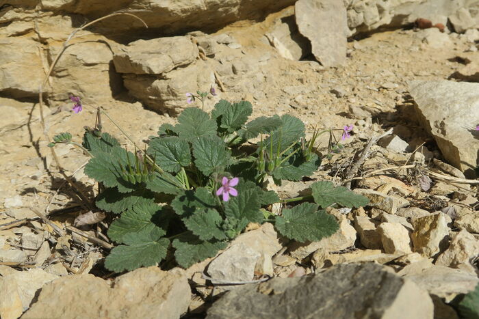 Flore de la Corse