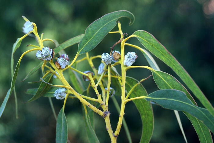 Flore de la Corse