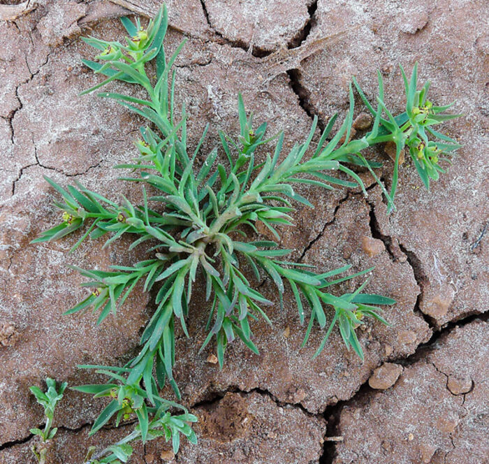 Flore de la Corse