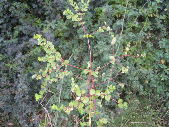 Flore de la Corse