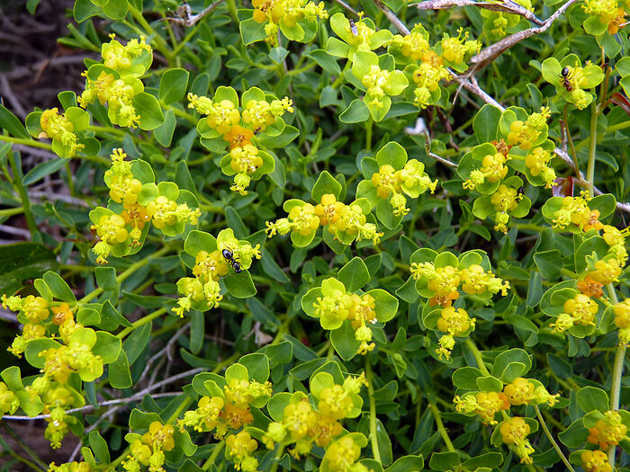 Flore de la Corse