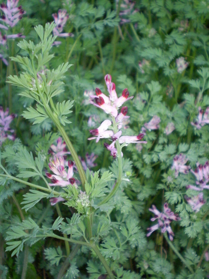 Flore de la Corse