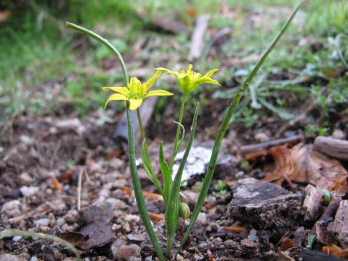 Flore de la Corse