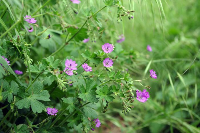 Flore de la Corse