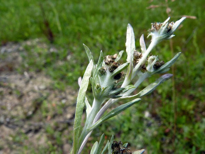 Flore de la Corse