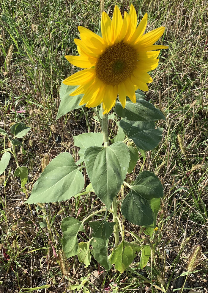 Flore de la Corse