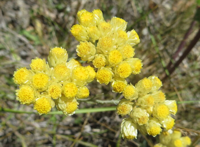 Flore de la Corse