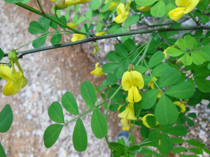 Flore de la Corse