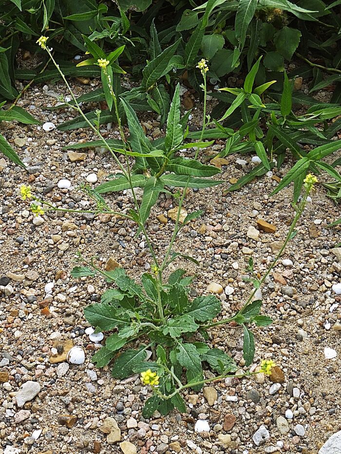 Flore de la Corse