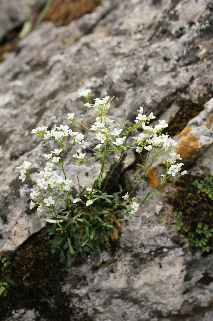 Flore de la Corse