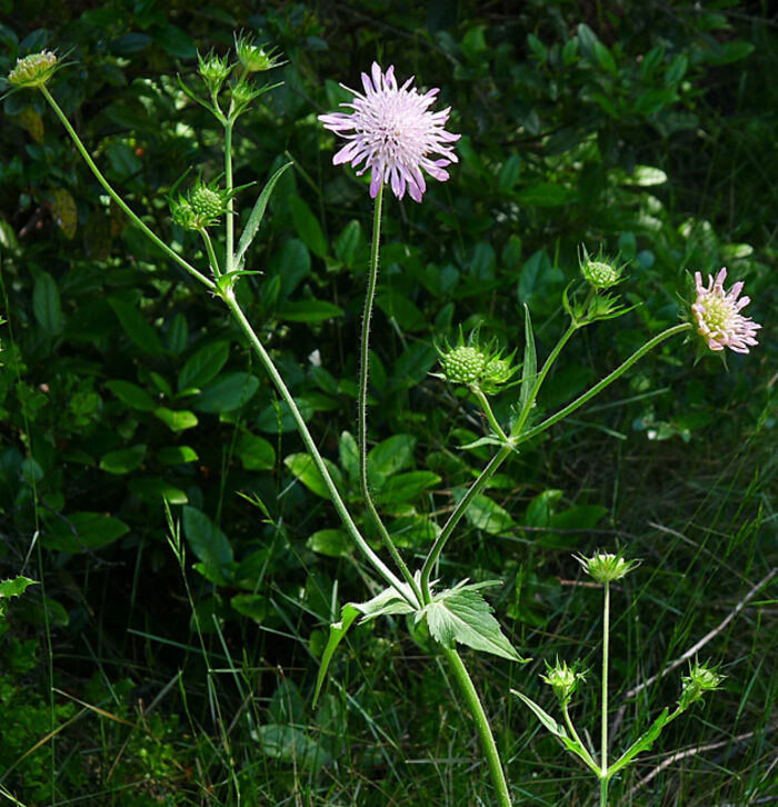 Flore de la Corse