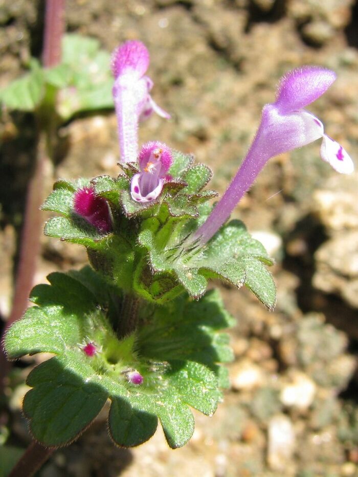 Flore de la Corse