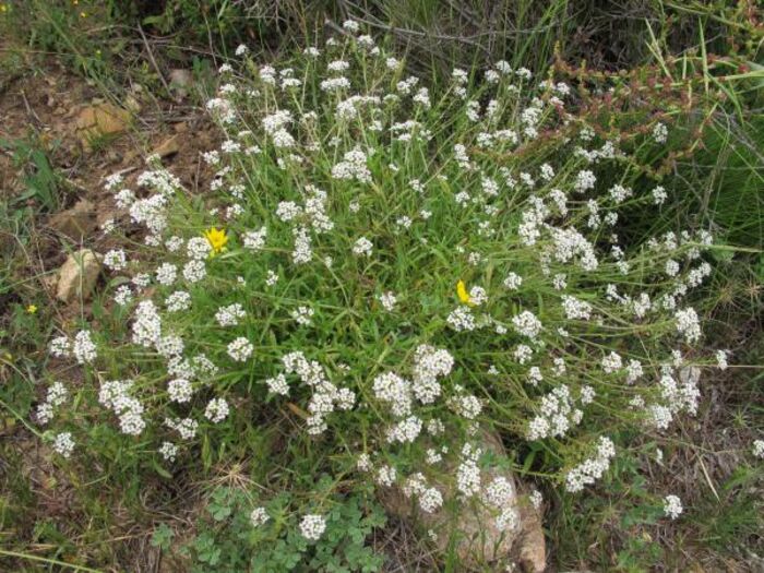 Flore de la Corse