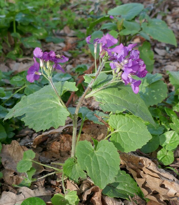 Flore de la Corse