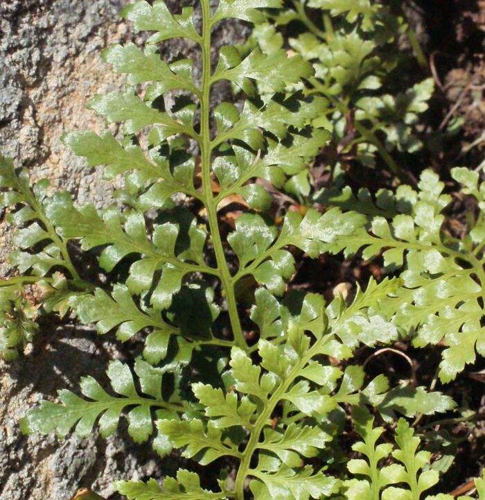 Flore de la Corse