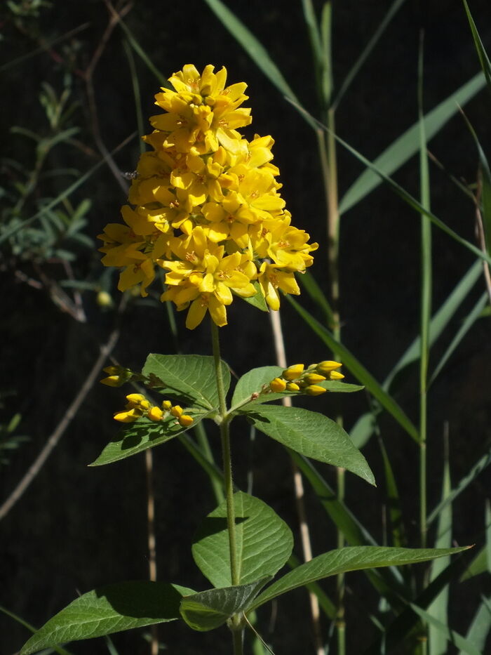 Flore de la Corse