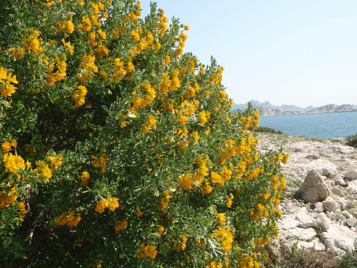 Flore de la Corse