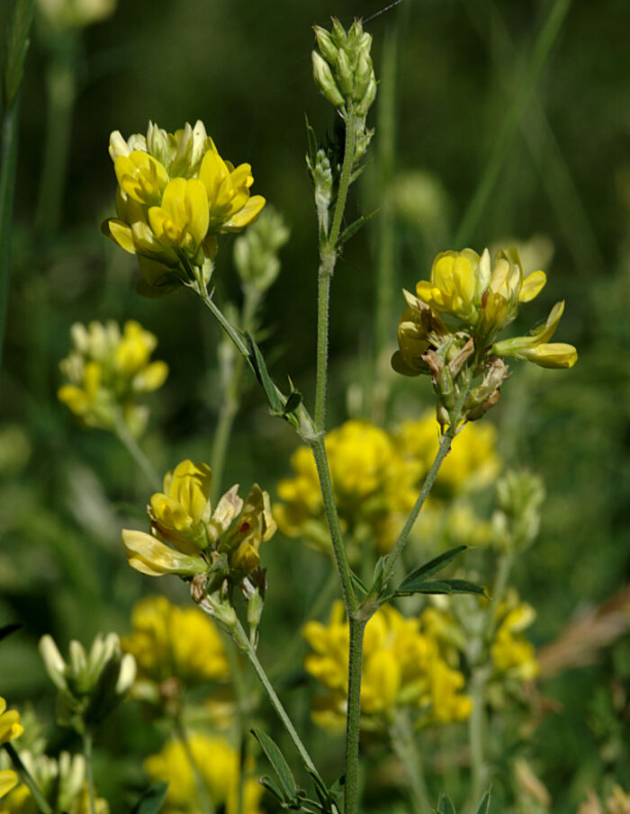 Flore de la Corse