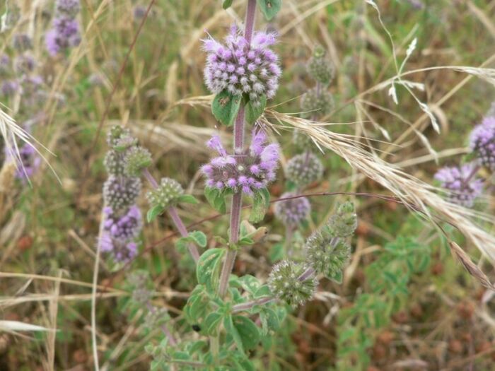 Flore de la Corse