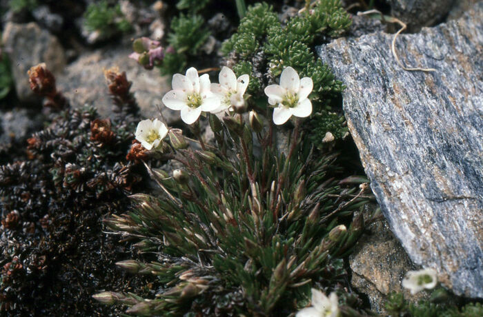 Flore de la Corse