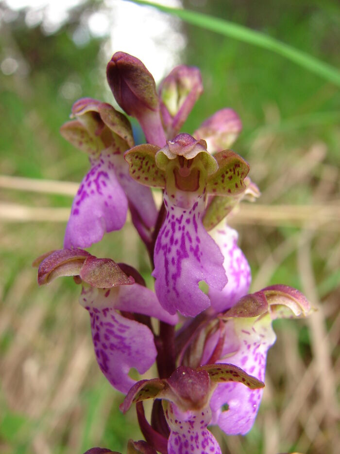 Flore de la Corse